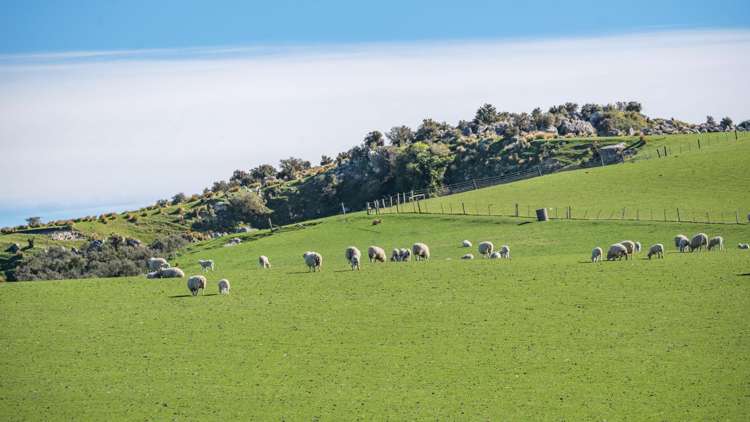 614 Omihi Road Omihi_19