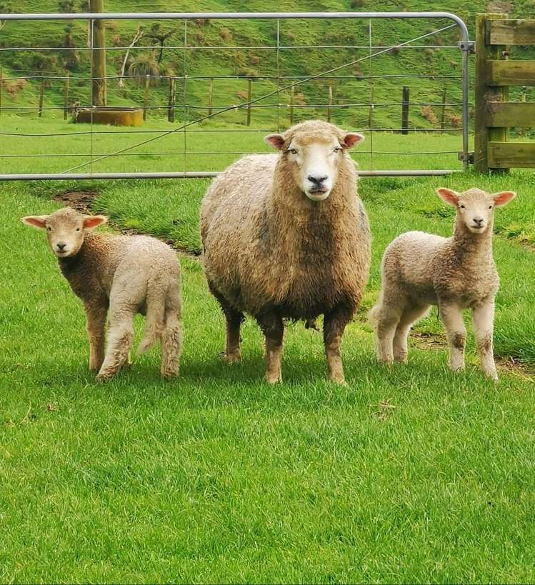 756B Rapanui Road Kai Iwi_12