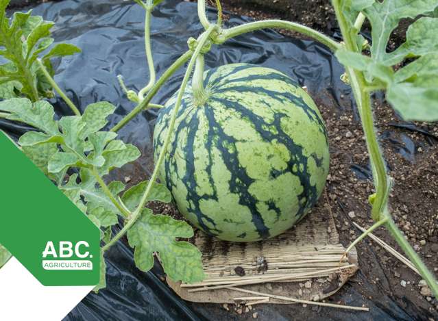 Profitable Vegetable and Fruit Farm