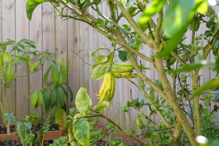 53 Sunshine Boulevard Sunnyvale_30