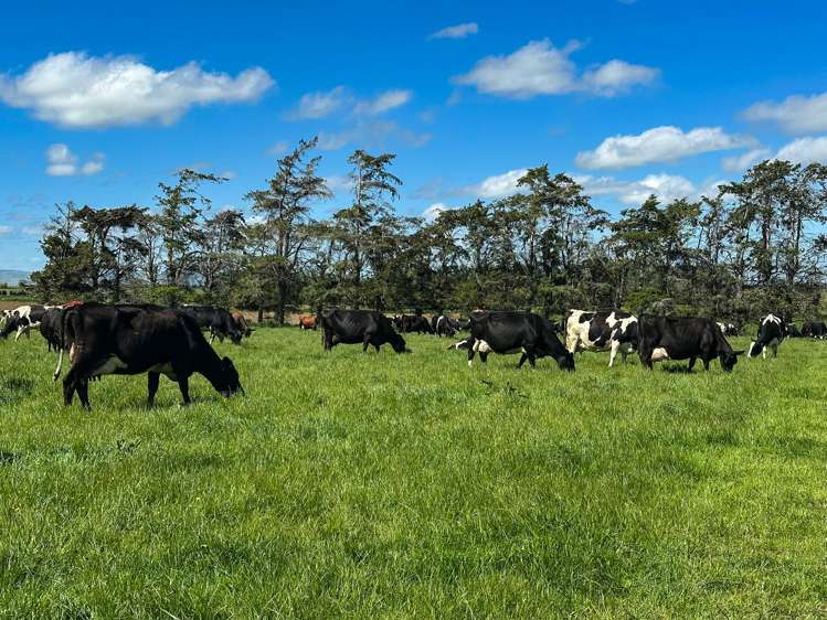 132 Guise Road Aparima_7