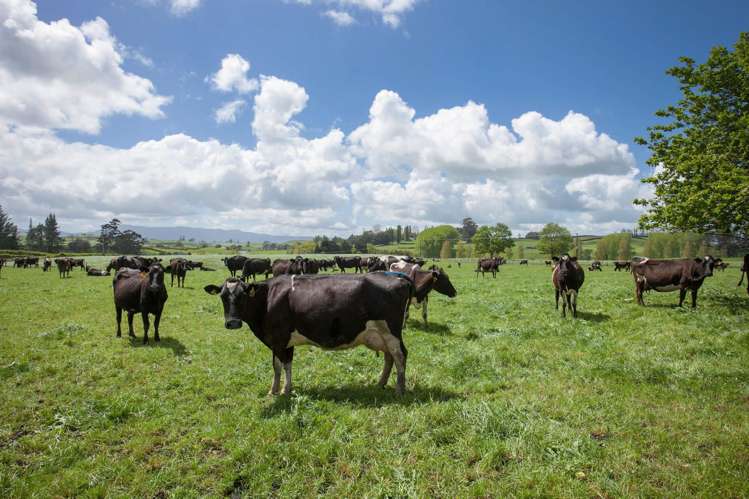 80 Paratu Road Richmond Downs_18