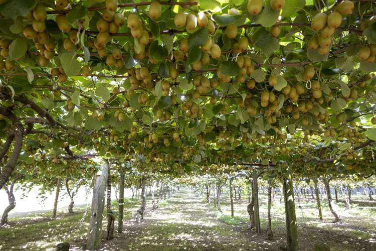 62 Elmwood Road Aongatete_26