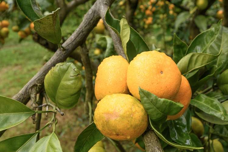 2A Oikimoke Road Te Puna_20