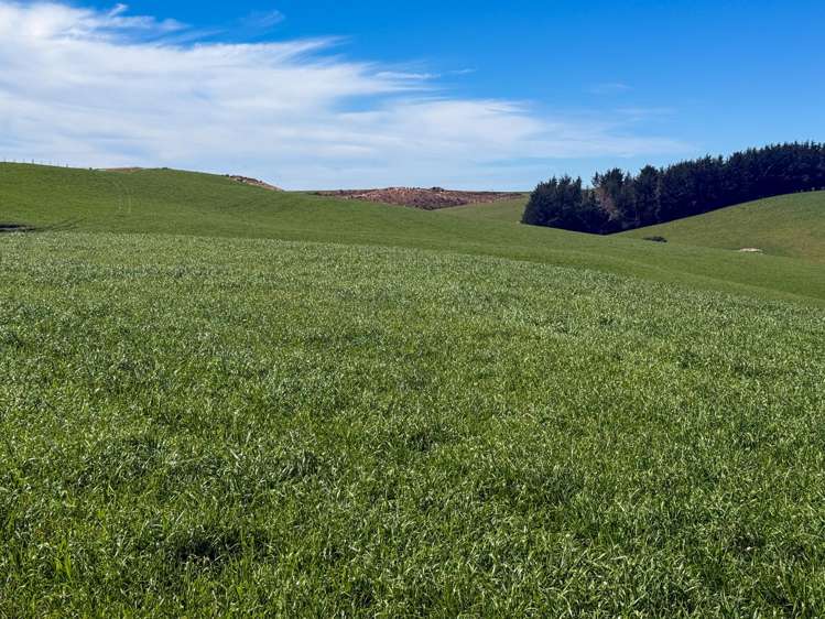 759 Waitahuna Gully Road Lawrence_24