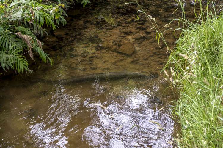 7 Northcroft Road Rangitumau_21