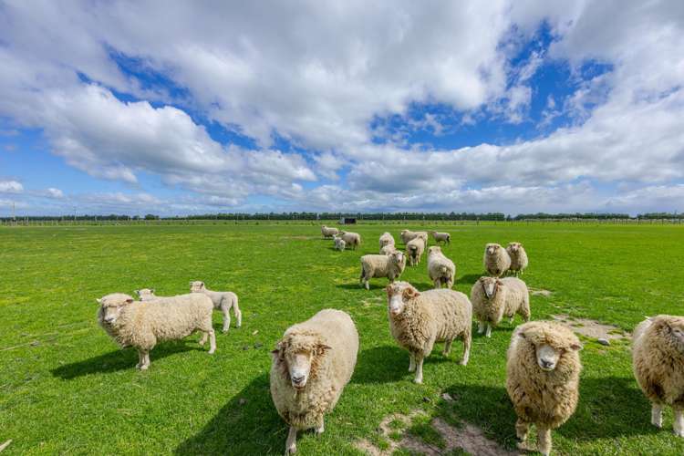 1182A Tikokino Road Waipawa_20