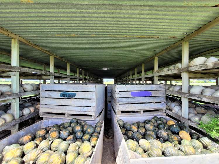 Tramline Road Ruawai_4