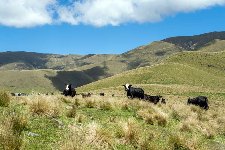 330 Wilfred Road Albury_10