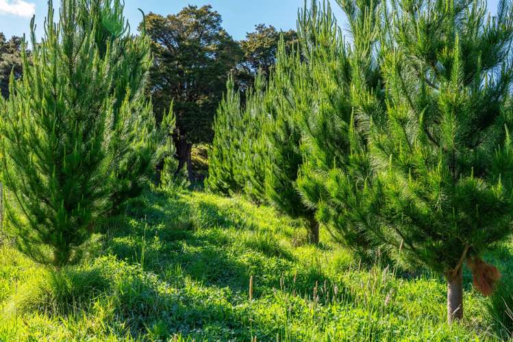Porangahau Road Wallingford_7