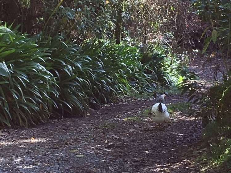 1415 Oparure Road Pomarangai_21