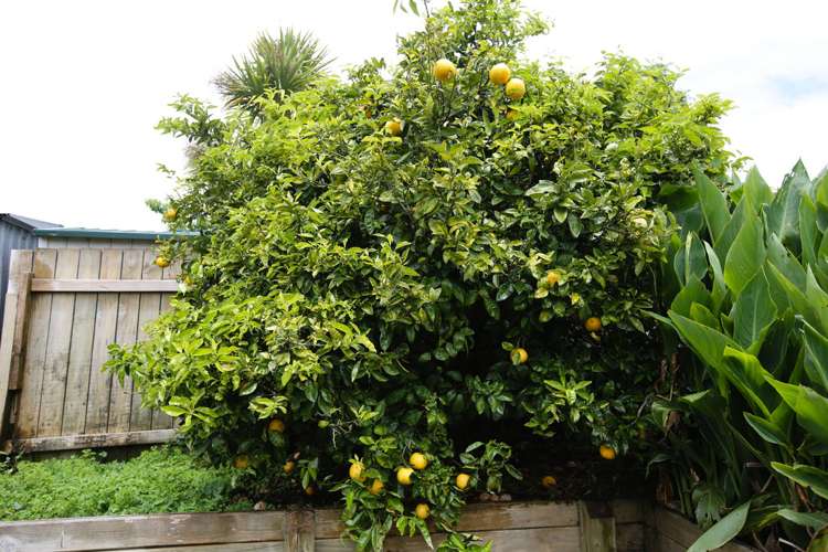 1/7 Clegg Place Warkworth_18