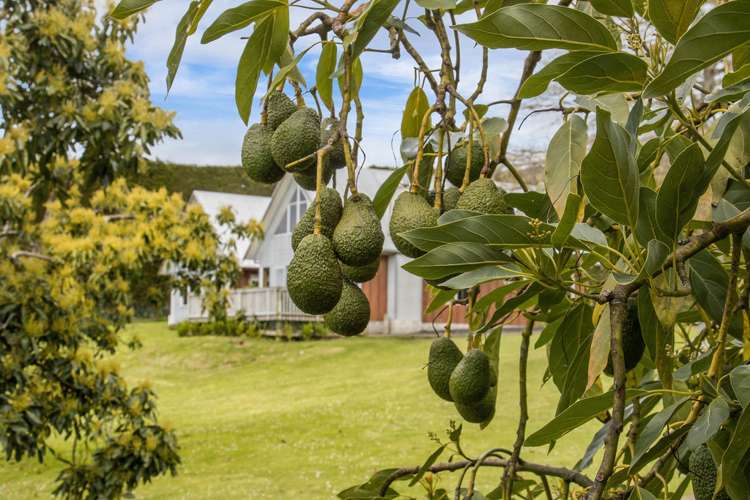 311 Wainui South Road Whakamarama_28