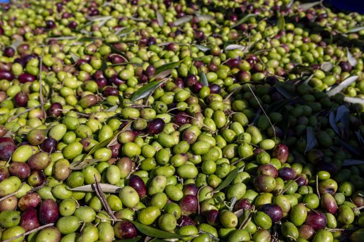 32 Ara Lane Kerikeri_44