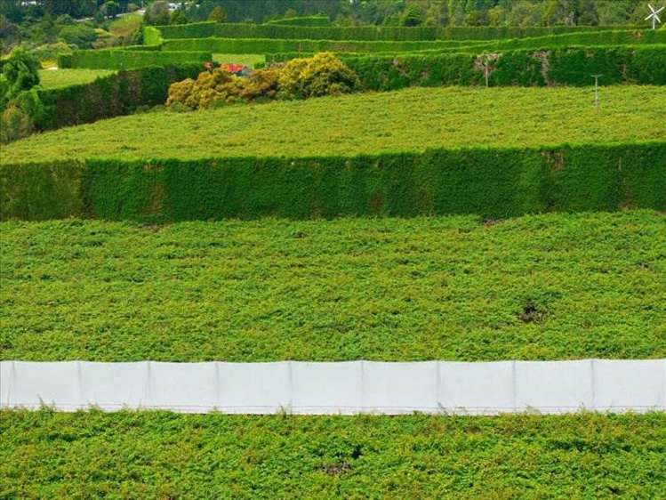 1399A No. 3 Road Te Puke_19