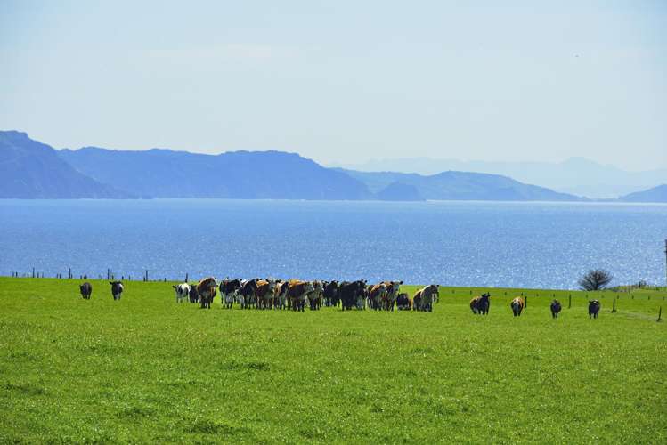 790 Mahia East Coast Road Māhia_22