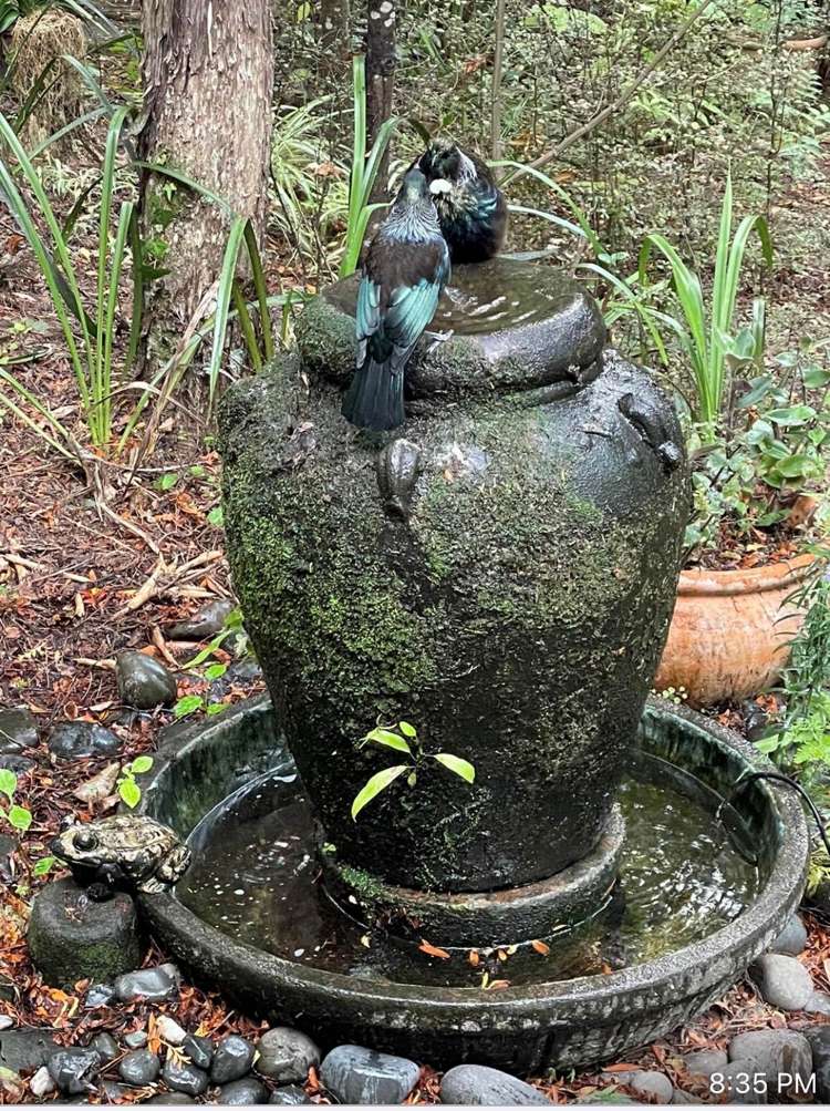 3 Kaurimu Rise Titirangi_25