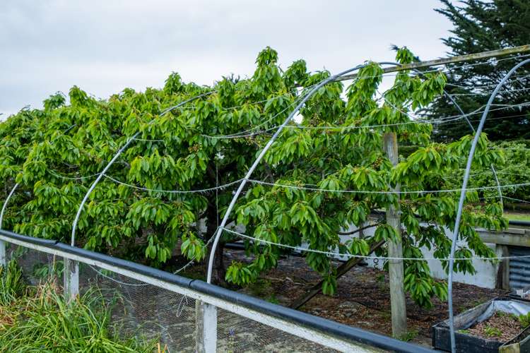 7 Opuha Saint East Orari_25