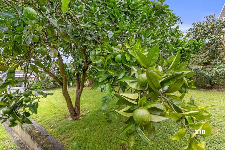 33b Livingstone Avenue Nawton_9