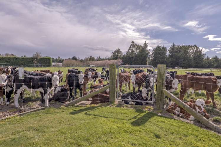 201 Hollands Road Tinwald_13