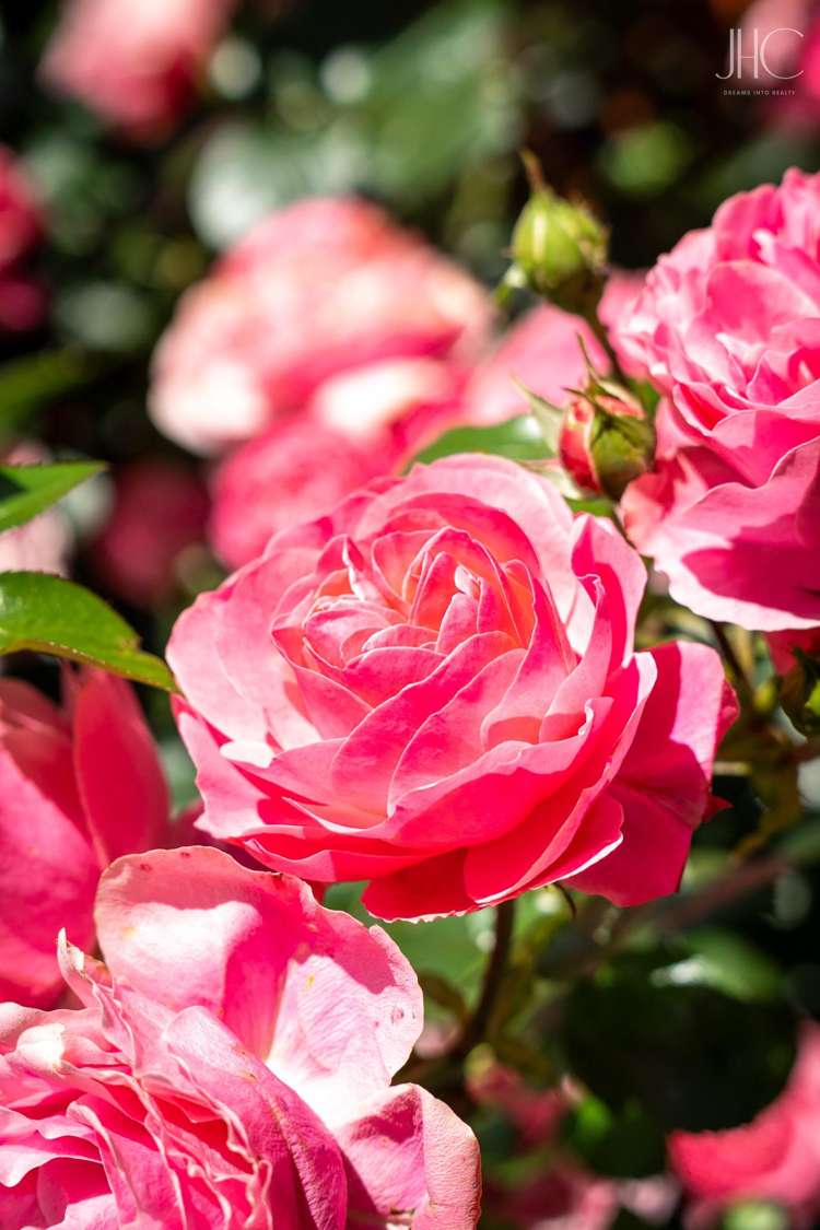 45b Gladstone Road Woodend_15