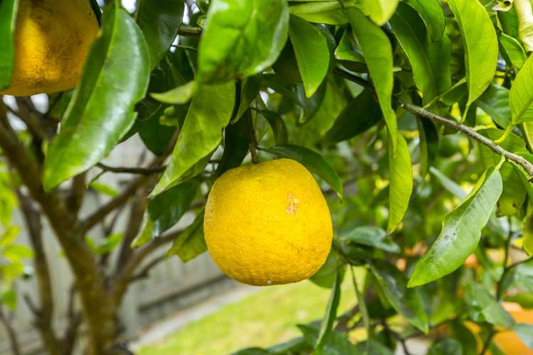 108 California Drive Totara Park_25