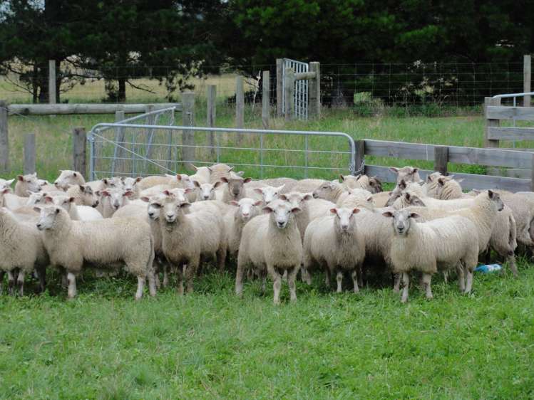 352 Horsley Down Road Hawarden_10