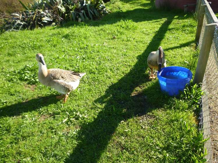 1375 Mcclure Street Pirongia_24