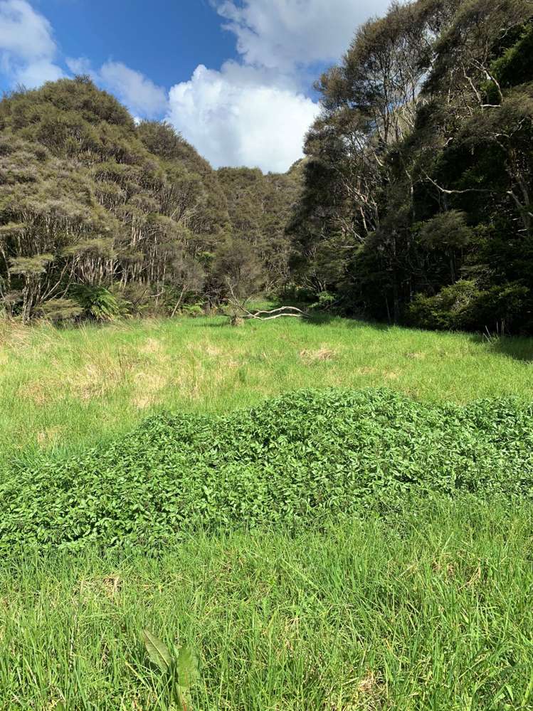 297a Wilson Road Wellsford_24