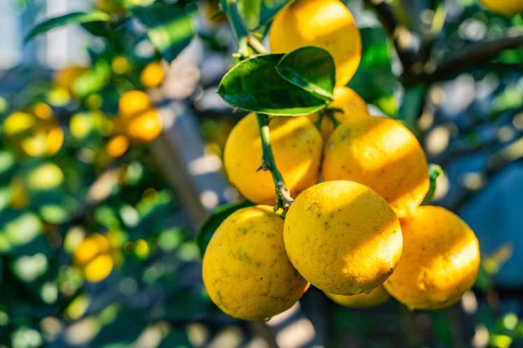 56 Moir Point Road Mangawhai Heads_41