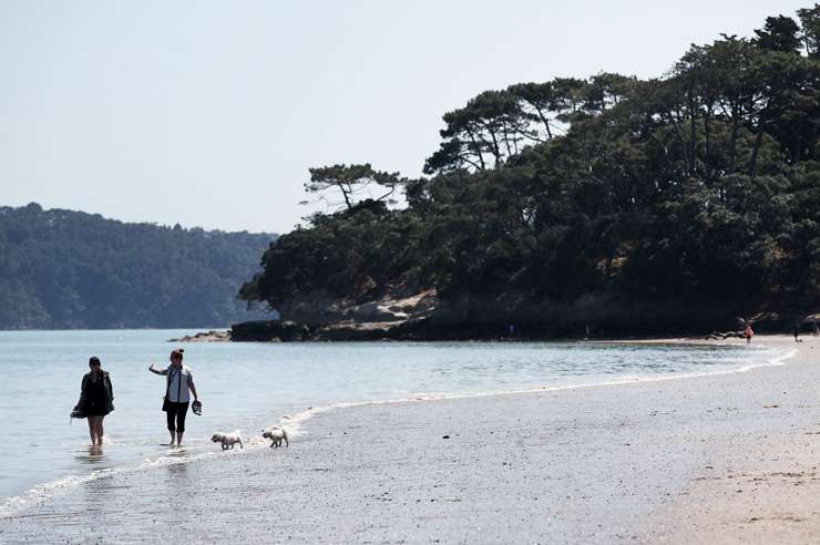 Houses in Point Chevalier, in Auckland