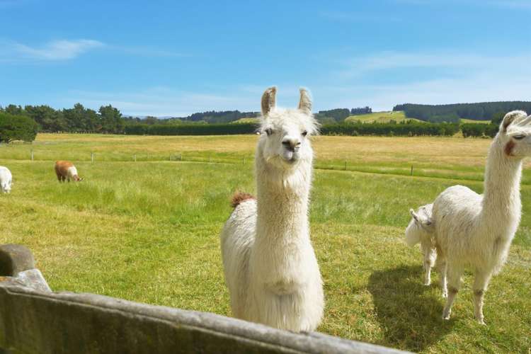 106 Davis Road Cust_25