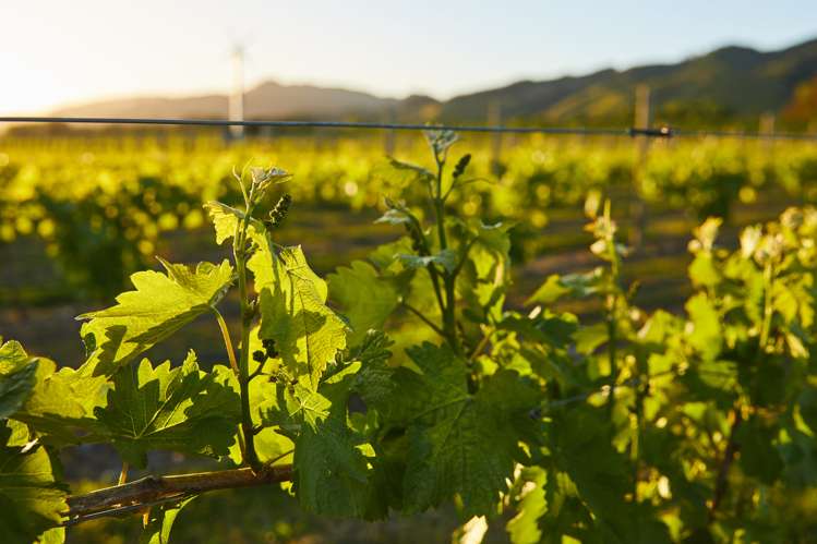 212 Selmes Road Rapaura_23