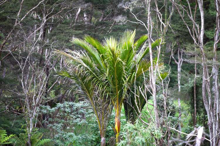 982B Manaia Road Coromandel_32