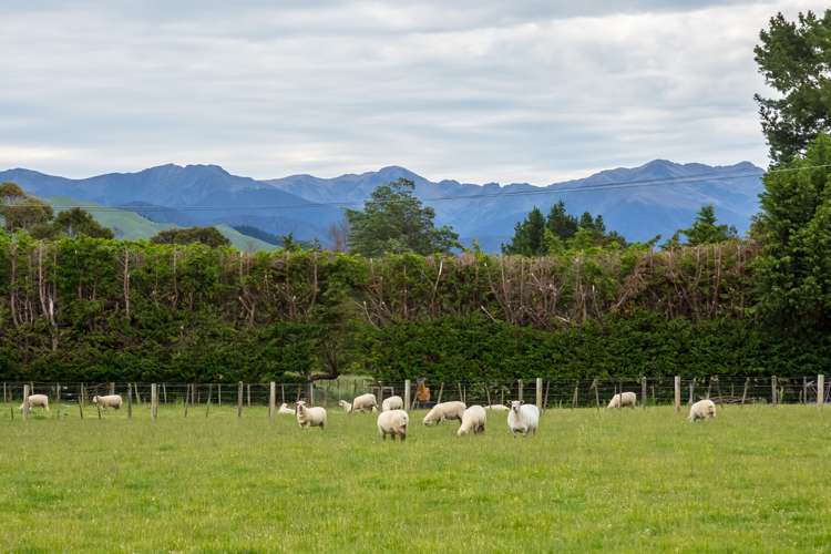 349 Norfolk Road Carterton_5