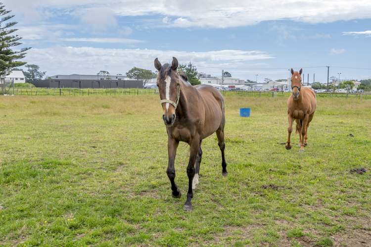 177 Mako Mako Road Levin_25