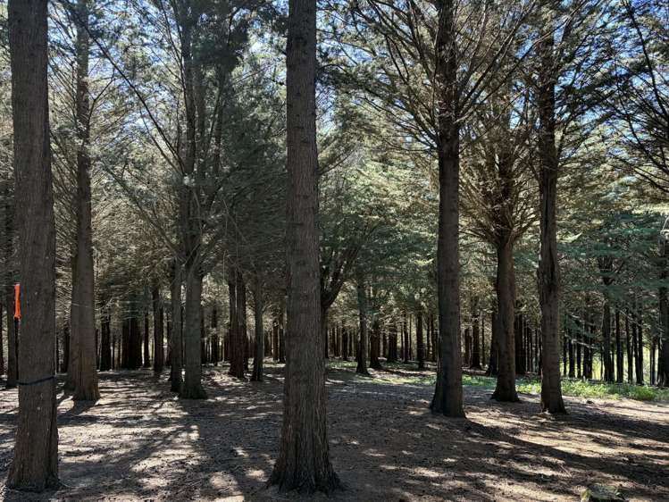 Waihola Hill Road Clarendon_7