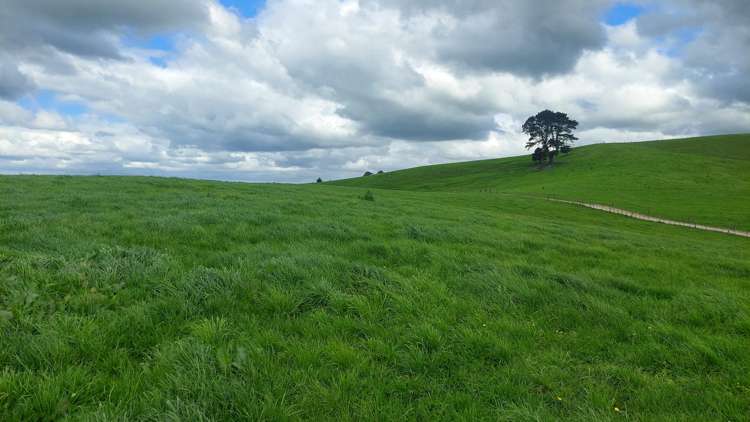 Crows Nest Road Hukerenui_16
