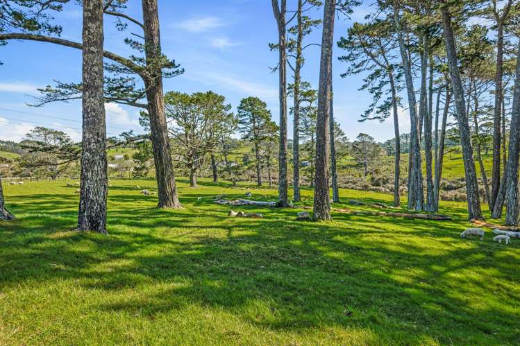 328 Horseshoe Bush Road Dairy Flat_24