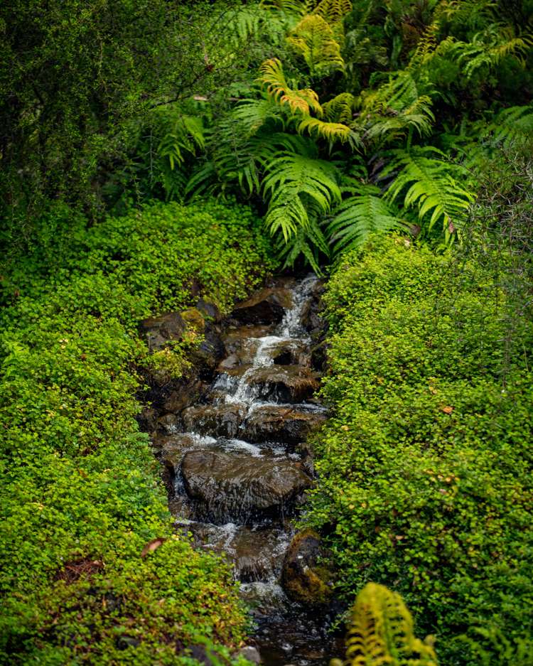 239 Redwood Street Witherlea_11