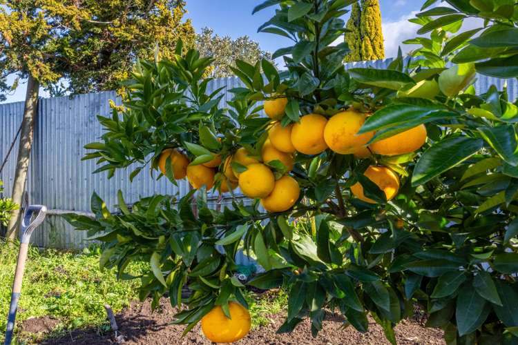 15 Mitchell Street Waipukurau and Surrounds_22