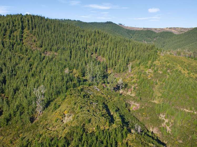 325 Forest Creek Road Stanley Brook_25