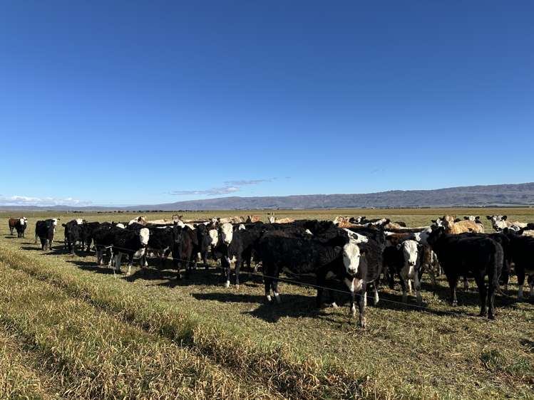 1586 Maniototo Road Patearoa_20