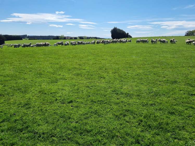 199 Moa Hill Road Clinton and Surrounds_12