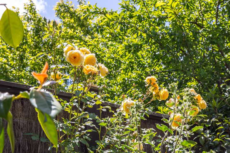 35 Roberts Road Masterton_5