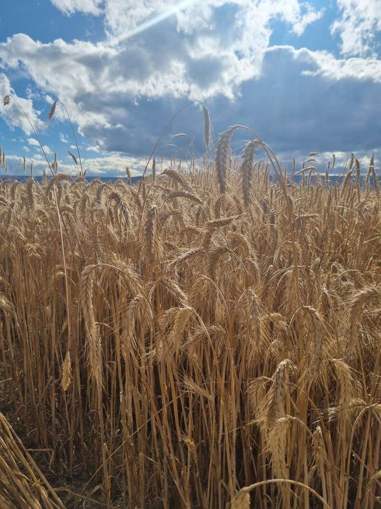 1586 Maniototo Road Patearoa_8