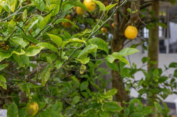 14 Marlborough Street Greymouth_27