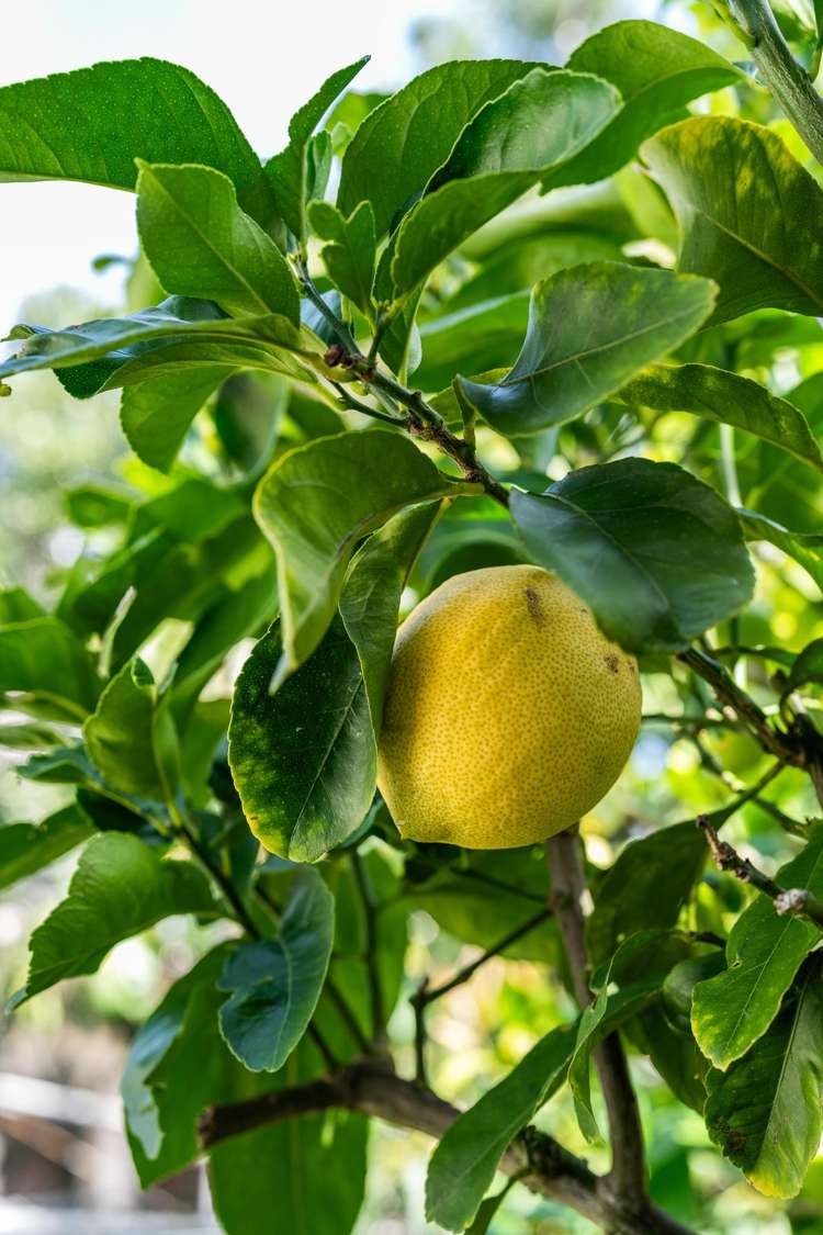 230B Rangi Avenue Whangamata_42