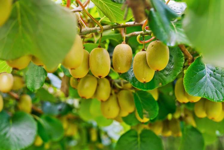 1614 State Highway 14 Maungatapere_6