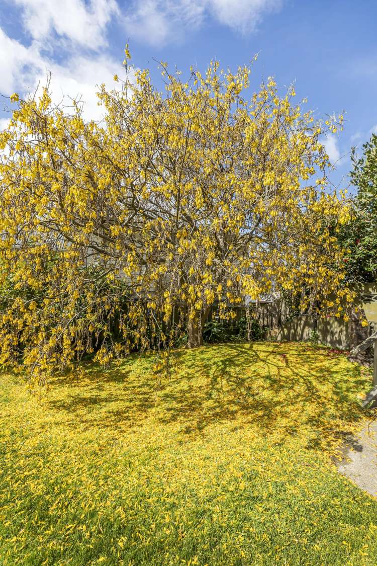 20 Manuka Street Miramar_25